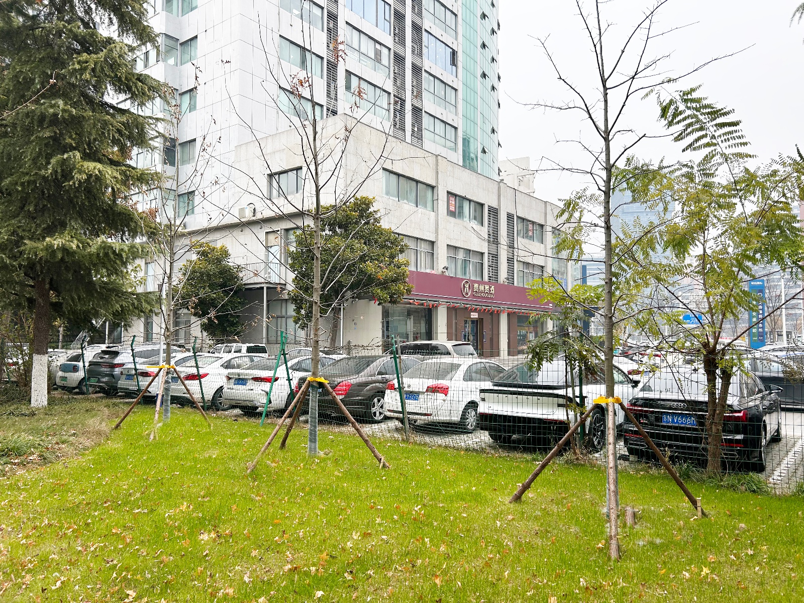 城市绿化新趋势：不栽大树栽大苗，成本低、固碳强、生态效益高  第3张