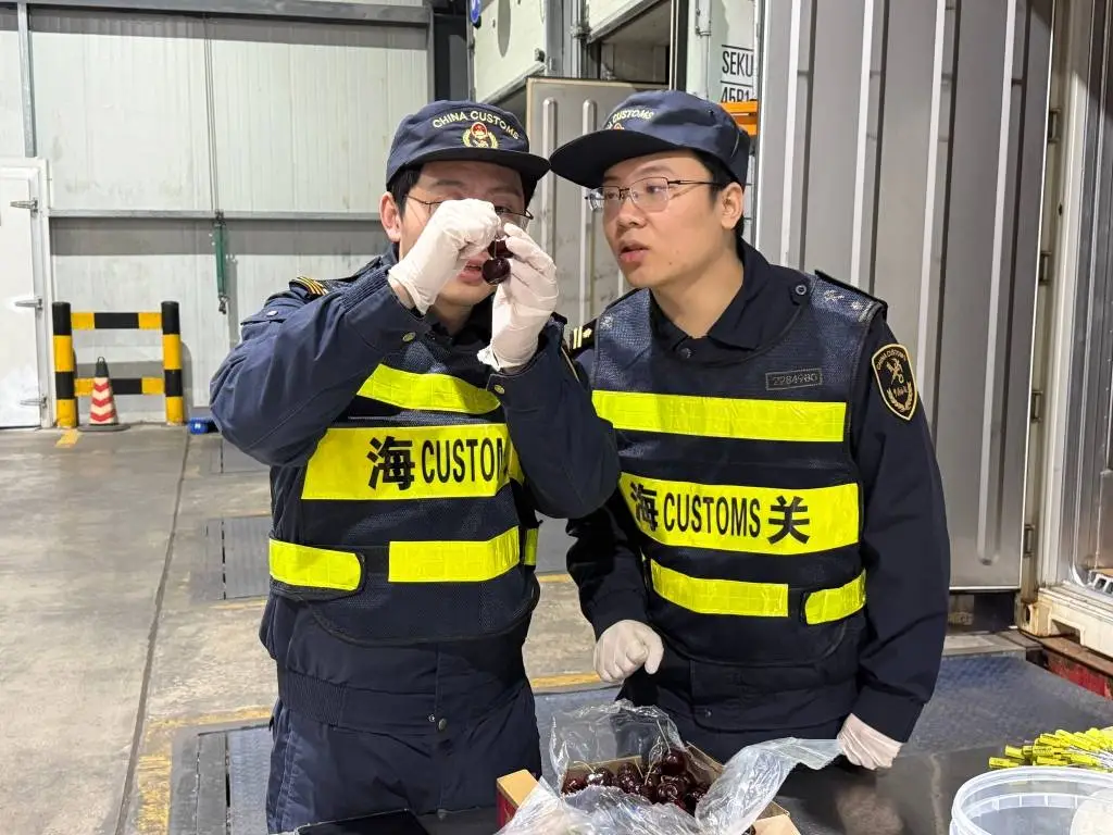 931吨智利车厘子空降上海！海关快速通关，长三角市场迎来新年第一波甜蜜  第2张