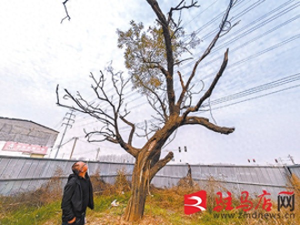 修路为何为古树让道？50年老槐树背后的温情故事令人动容  第1张