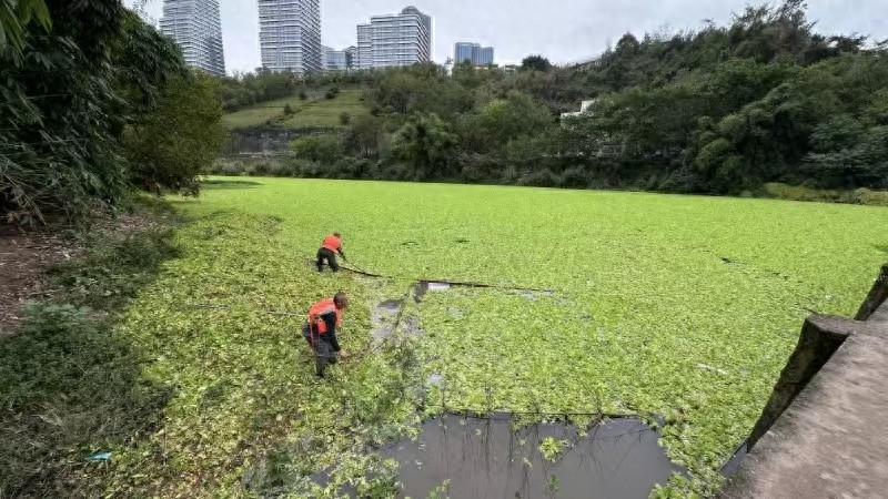 渝北区悦来街道大动作！11公里河道大扫除，打造河清水畅的生态美景