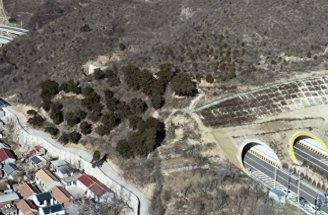京蔚高速为古柏树群绕道，生态保护与建设并重，未来驾车可赏古树风采