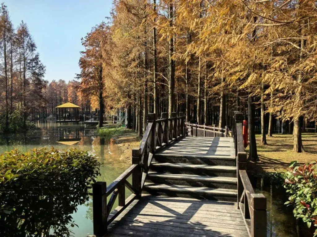上海青西郊野公园水上森林重装归来，栈道升级，红杉如火，颜值爆表  第2张