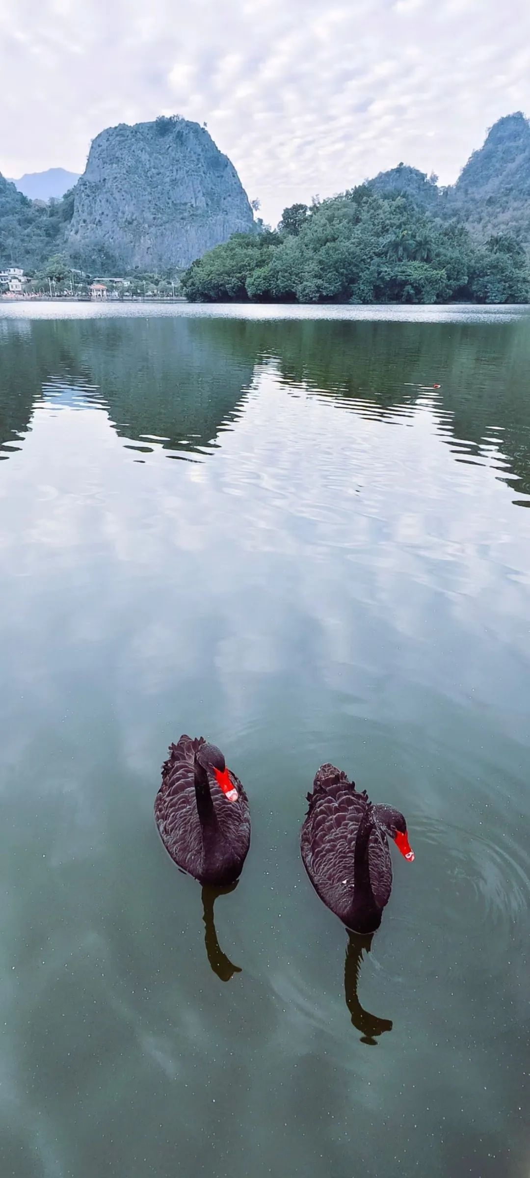 云浮惊现黑天鹅！生态环境改善的奇迹，你绝对想不到的美丽画面  第2张