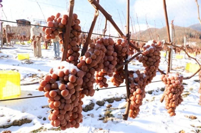 冬日集安：冰葡萄的冰雪馈赠，唤醒味蕾的冰葡萄酒诗篇  第1张
