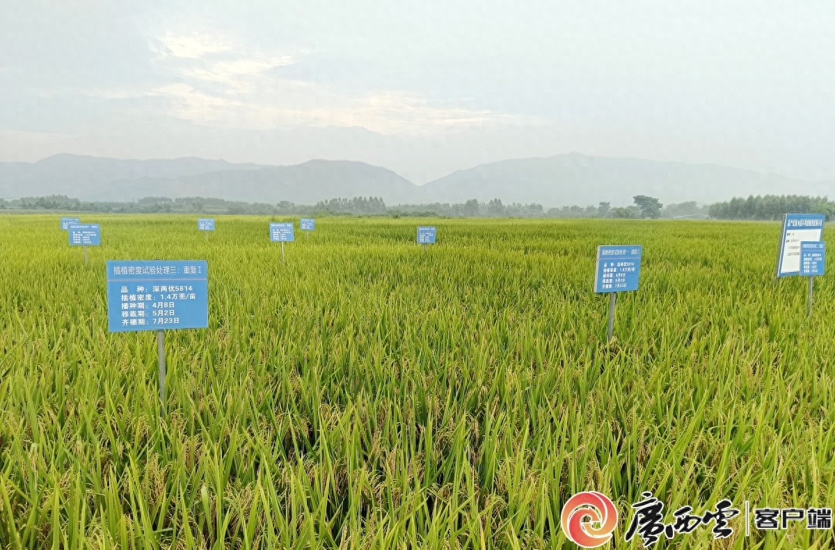 惊！广西水稻单产增幅全国第三，秘诀竟是这个  第1张