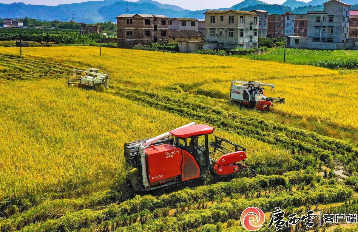 惊！广西水稻单产增幅全国第三，秘诀竟是这个  第2张