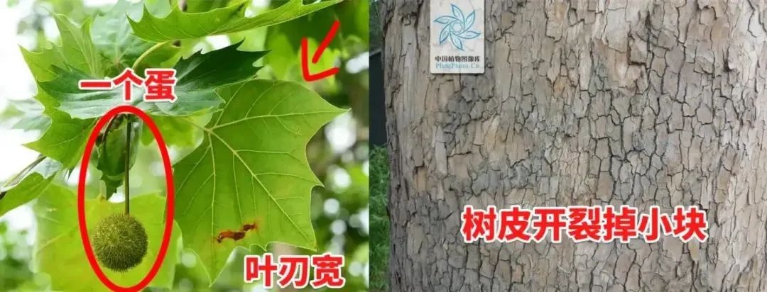 揭秘芜湖路法国梧桐真相：它竟然和法国、梧桐都没关系  第3张