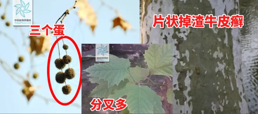 揭秘芜湖路法国梧桐真相：它竟然和法国、梧桐都没关系  第4张