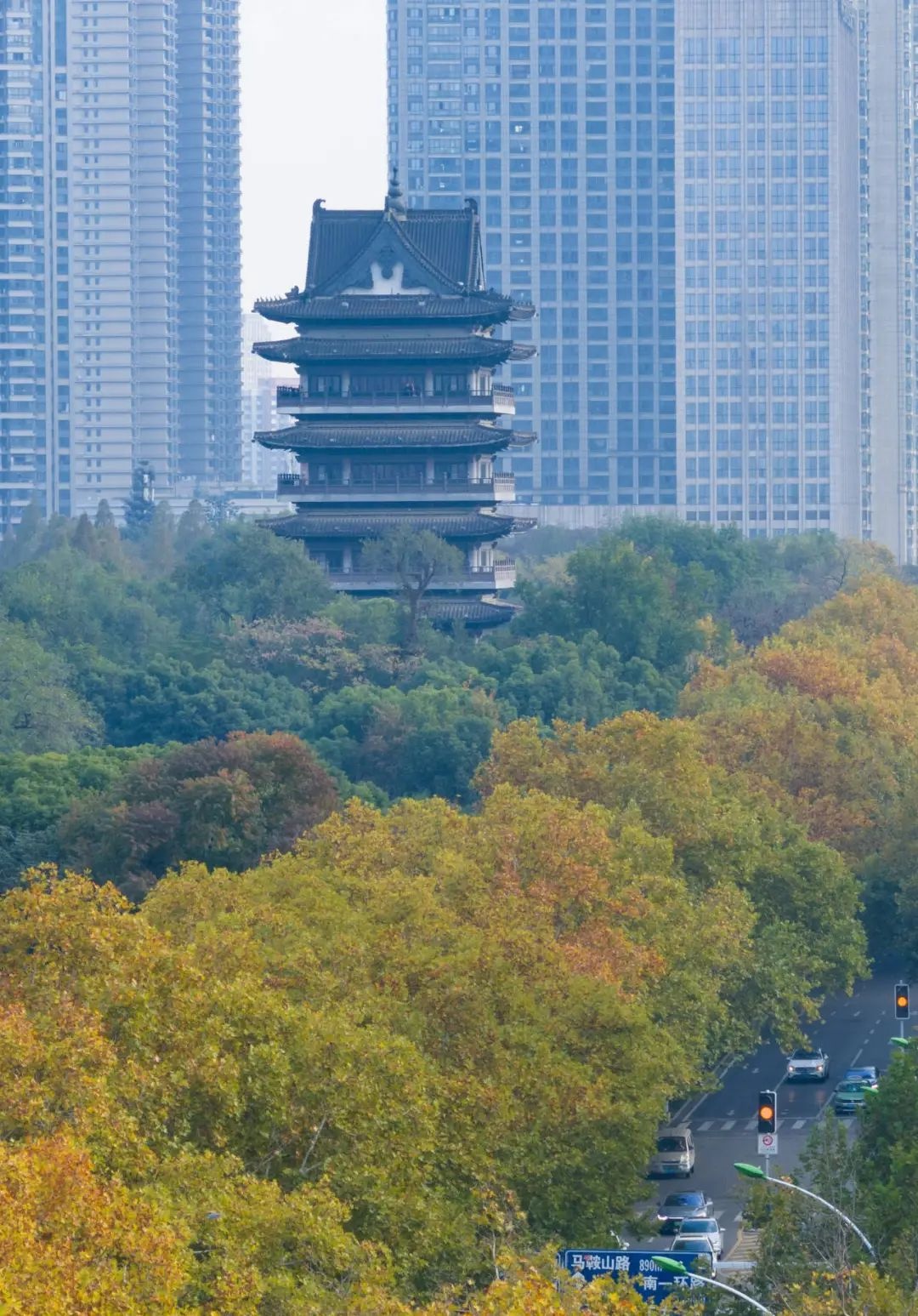 揭秘芜湖路法国梧桐真相：它竟然和法国、梧桐都没关系  第8张