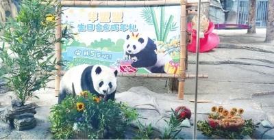 5 岁生日会及成年礼，武汉动物园为大熊猫盟盟精心准备，快来看看吧