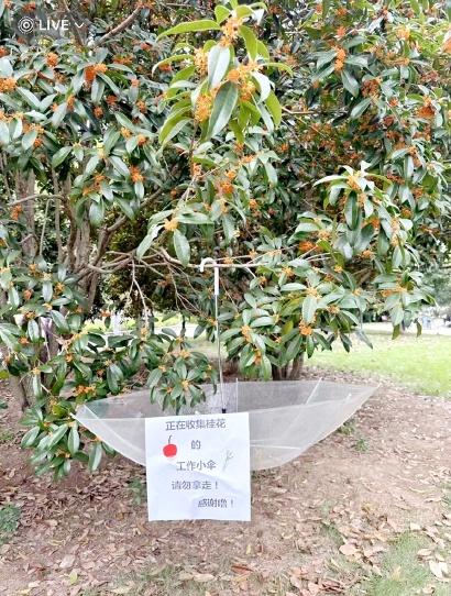 小区桂花惨遭毒手，阿姨们为何如此疯狂？  第1张