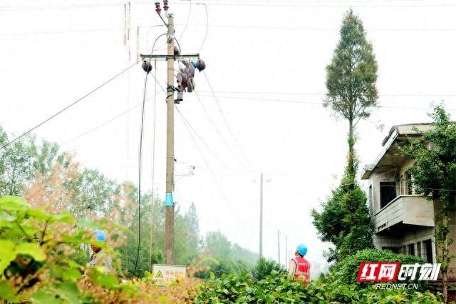 仅用一上午！供电公司消除安全隐患，农户安心建大棚种植放心菜  第1张
