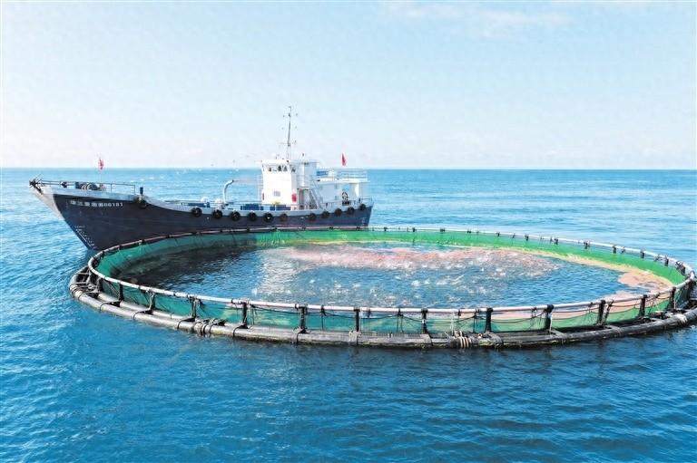 海南三亚湾海域竟藏着一座国家级海洋牧场