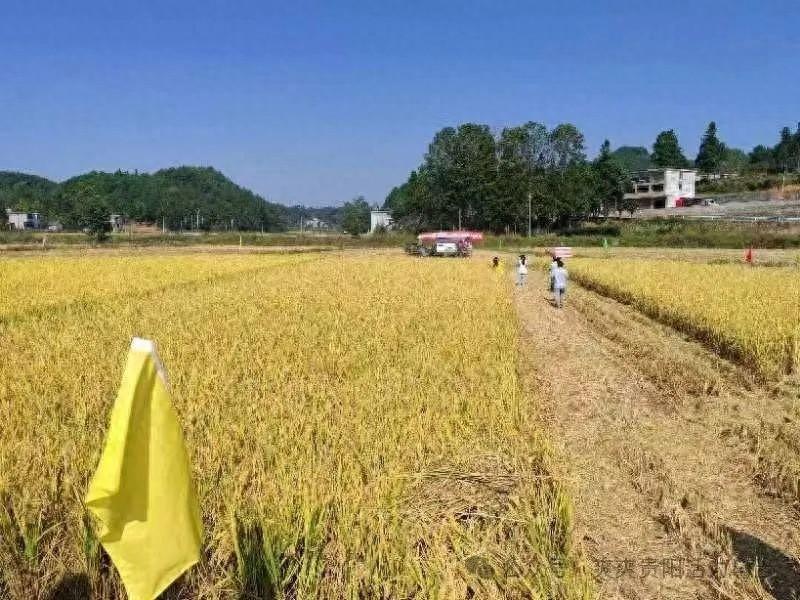 秋收盛事！贵阳乌当：瓜果飘香，抢收抢种忙不停  第1张