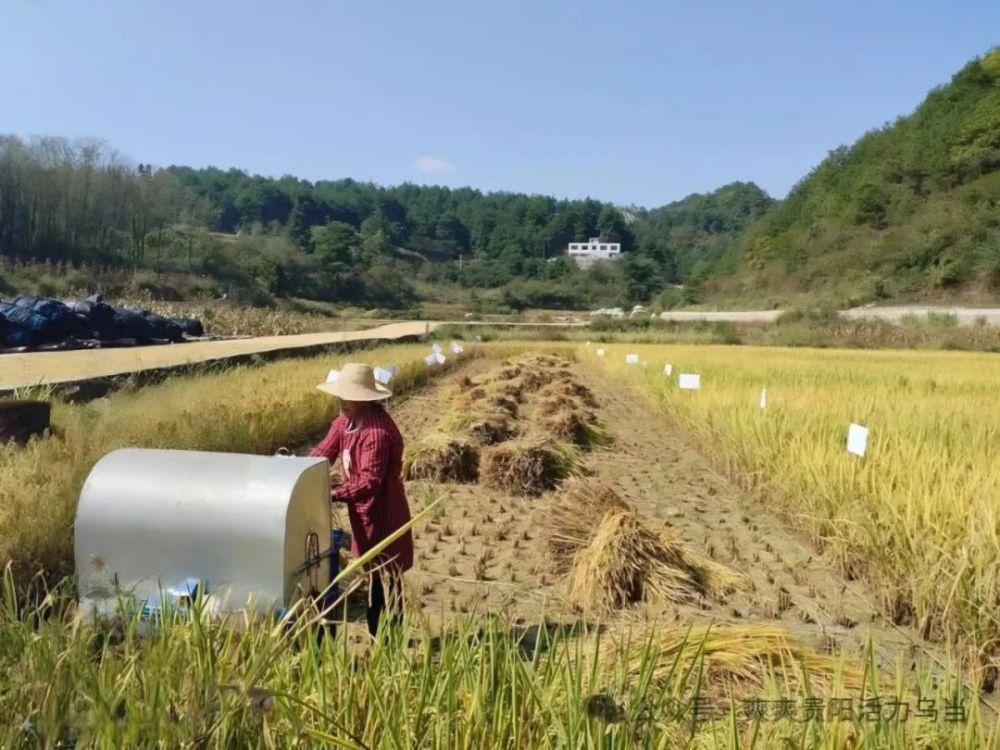 秋收盛事！贵阳乌当：瓜果飘香，抢收抢种忙不停  第2张