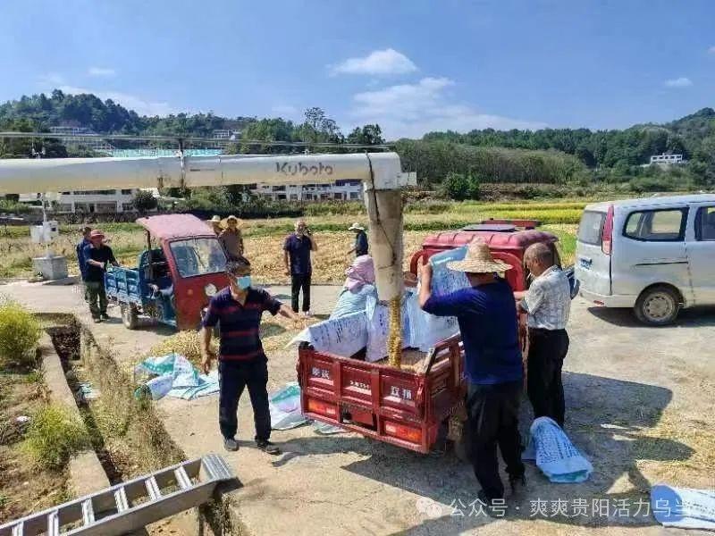 秋收盛事！贵阳乌当：瓜果飘香，抢收抢种忙不停  第4张