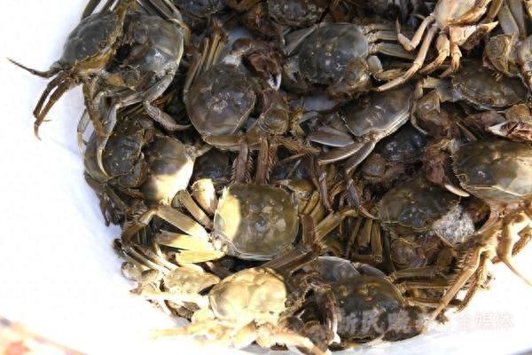 产量下降近 3 成！浦东大闸蟹开捕，高品质蟹一蟹难求  第1张