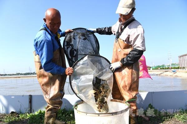 产量下降近 3 成！浦东大闸蟹开捕，高品质蟹一蟹难求  第2张