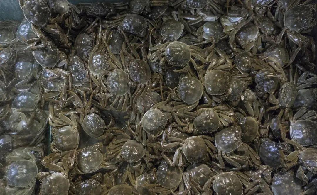国庆后大闸蟹价格腰斩！你买的大闸蟹降价了吗？