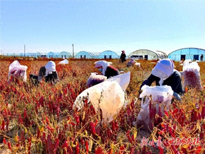 双湾镇许家沟村：千亩辣椒地映红致富路，村民丰收笑开颜  第1张