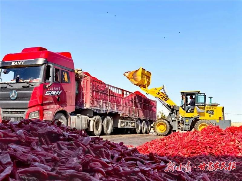 双湾镇许家沟村：千亩辣椒地映红致富路，村民丰收笑开颜  第2张