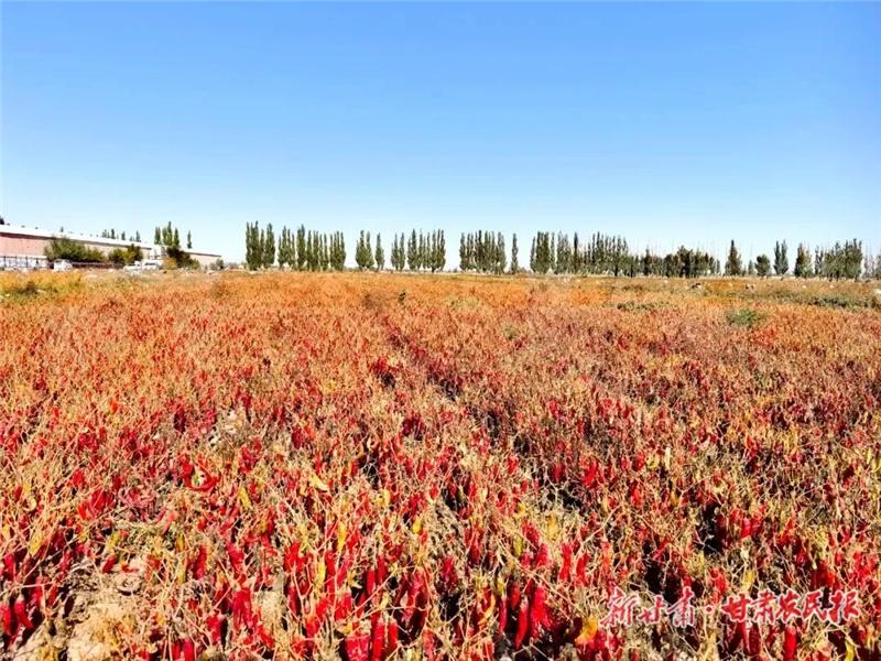 双湾镇许家沟村：千亩辣椒地映红致富路，村民丰收笑开颜  第3张