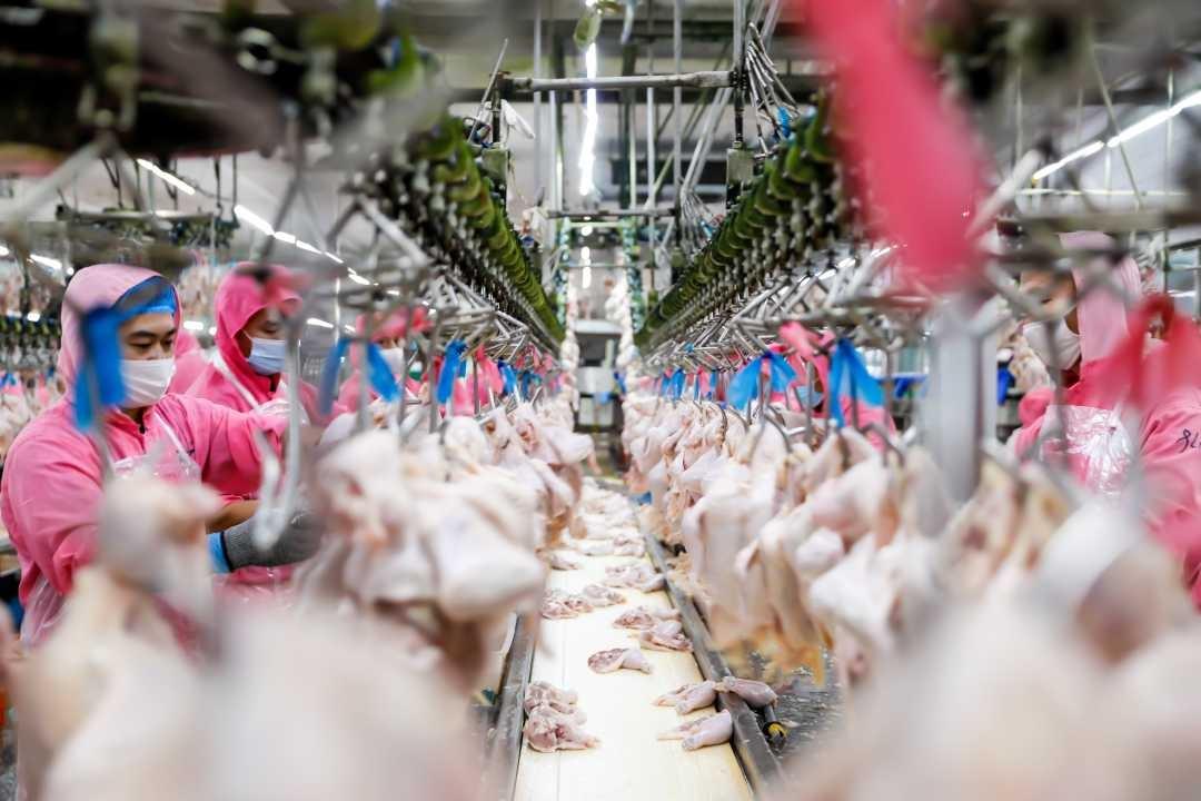 投资 2000 多万升级改造，这家肉鸡养殖厂如何实现智慧化养殖？  第3张