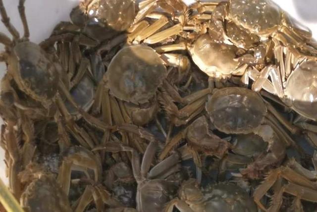 螃蟹界的高富帅江海 21 大闸蟹产量竟下降三成  第2张