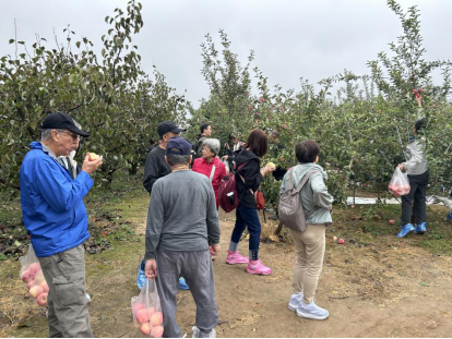 新加坡游客不远万里奔赴陕西乾县，只为体验苹果采摘的乐趣  第2张