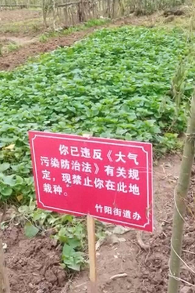 菜地被征却因大气污染禁种？真相来了
