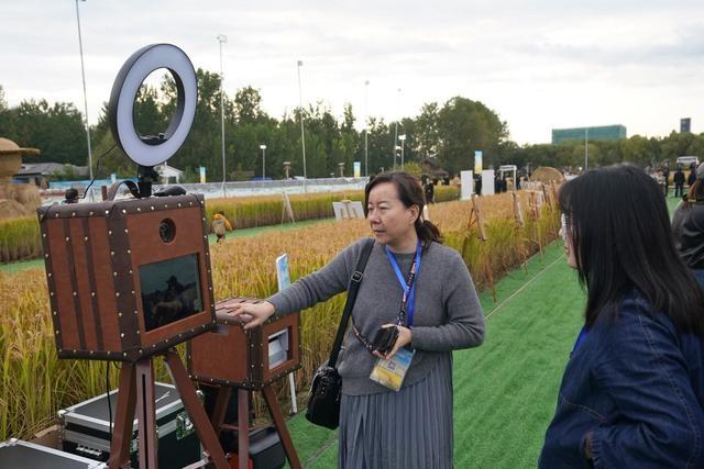 京西稻熟了！海淀稻田里竟有音乐节，你敢来吗？  第3张