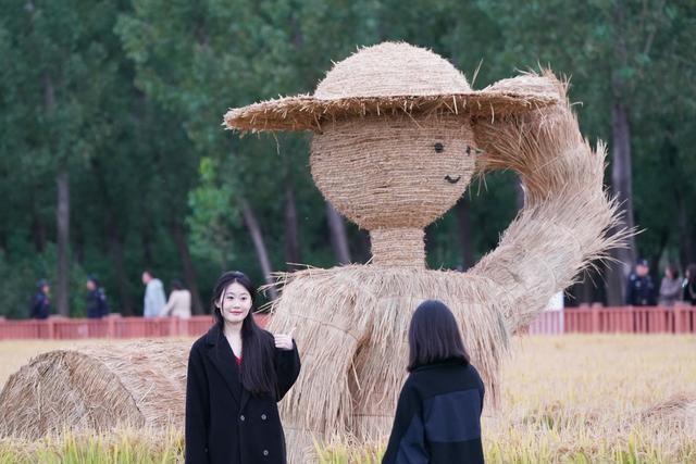 京西稻熟了！海淀稻田里竟有音乐节，你敢来吗？  第4张