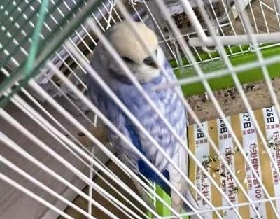 两名养鸟爱好者为偷宠物鸟竟干出这种事  第1张