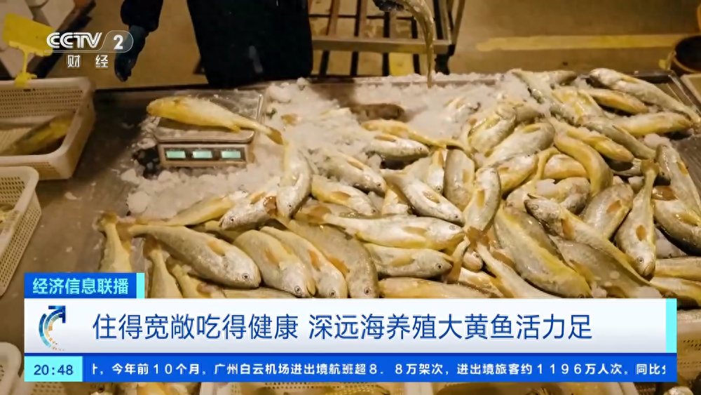 探秘深海豪宅！我国水产养殖产量世界第一，大黄鱼竟在这生长