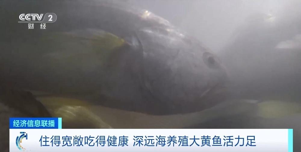 探秘深海豪宅！我国水产养殖产量世界第一，大黄鱼竟在这生长  第4张