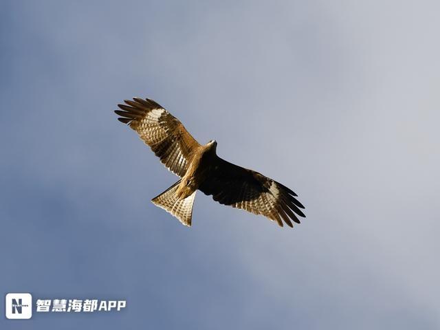 2024 年全民观鸟节福州站：东张镇全域观鸟比赛，130 人齐聚，最小仅 8 岁  第4张