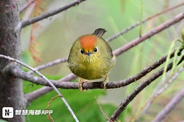 2024 年全民观鸟节福州站：东张镇全域观鸟比赛，130 人齐聚，最小仅 8 岁  第5张