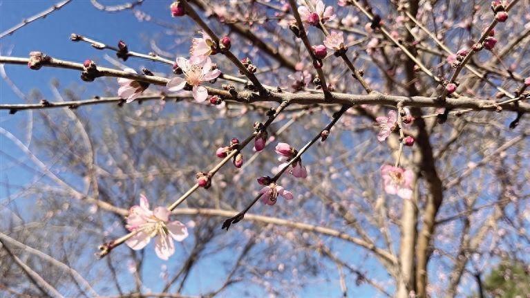 呼和浩特一桃树初冬开花，无叶陪伴仍挂满花苞，是何原因？  第1张