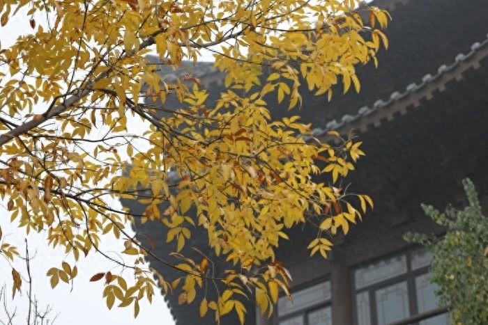 冷空气来袭！我市气温骤降，最低气温跌至个位数  第1张