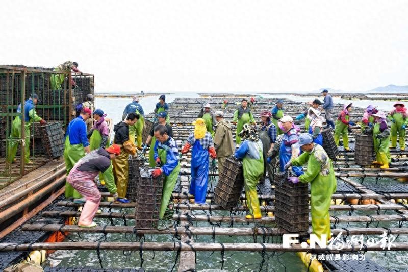 福州鲍鱼：从小不点到巨无霸，它是如何称霸世界的？  第1张