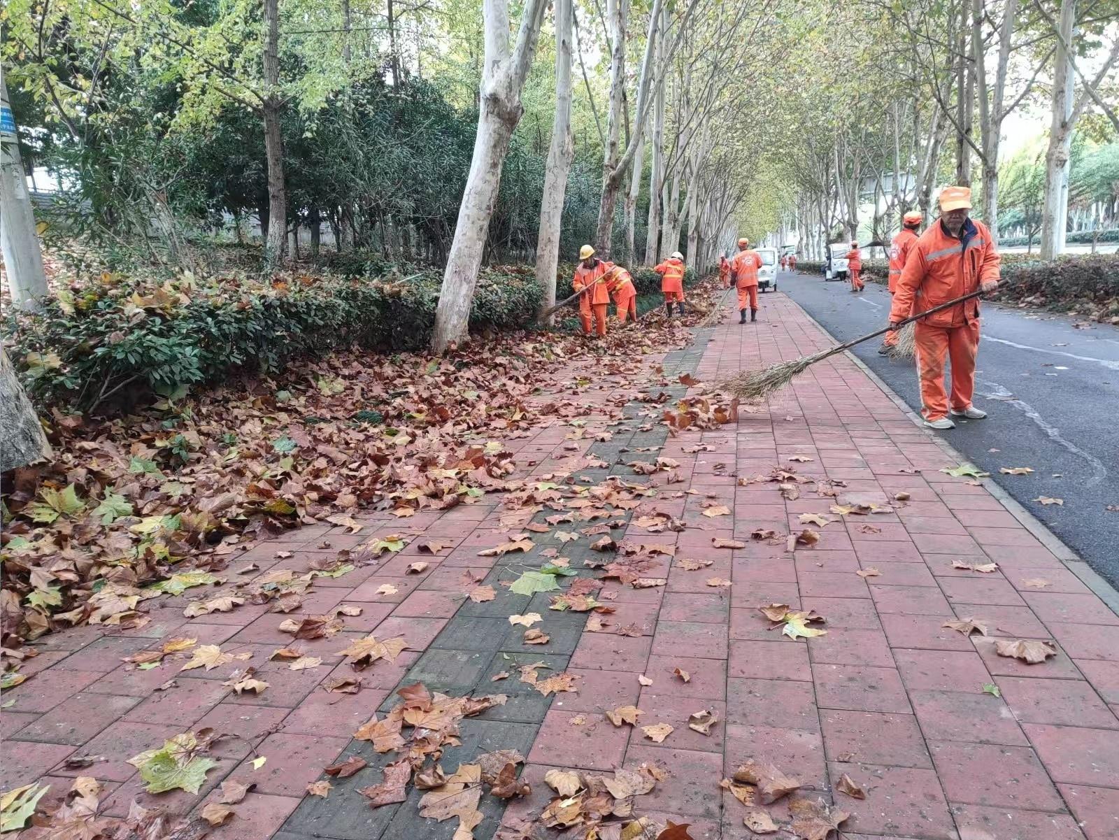 合肥高新区落叶高峰期，环卫工人们顶着寒风细雨清扫，他们的付出值得我们点赞  第3张