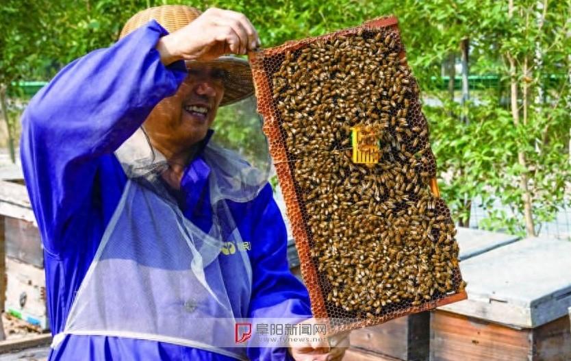 5 代人接力养蜂，这个家族的故事你知道吗？  第1张