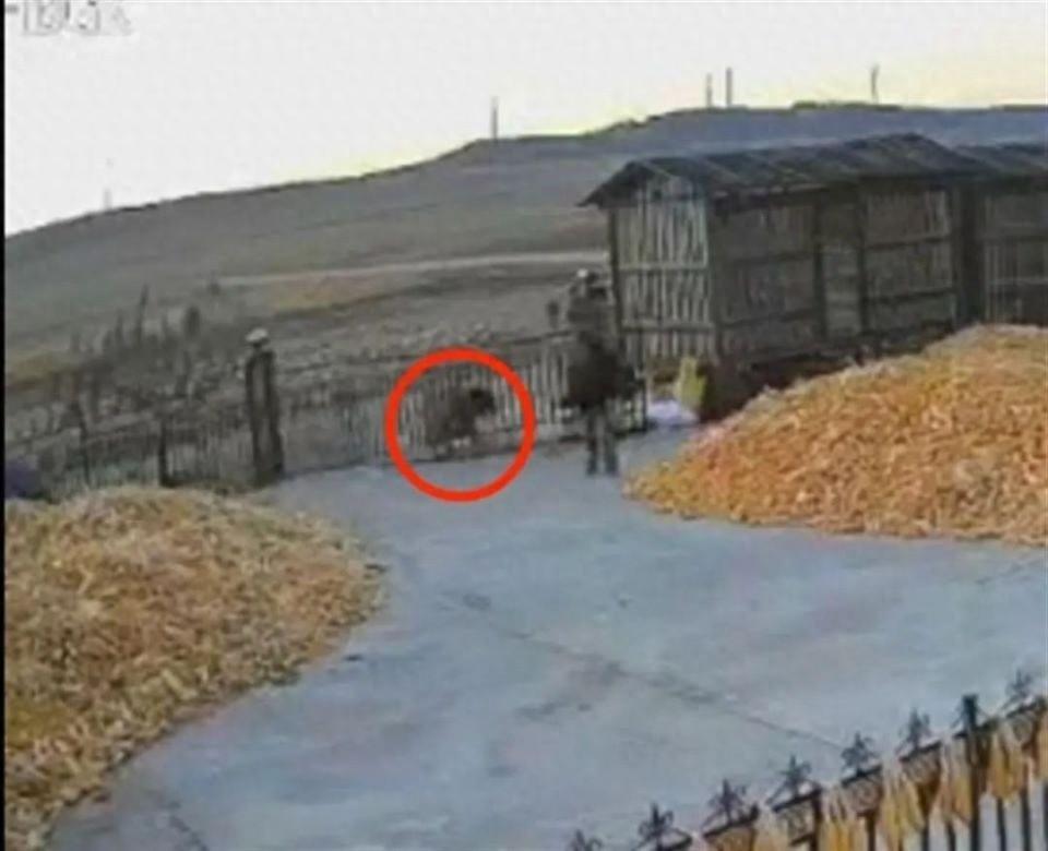 黑龙江一村庄疑现老虎，还撞门！村民关门躲避，老虎伤人？真相待解  第1张