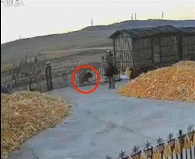 黑龙江一村庄惊现老虎伤人，65 岁村民左手血肉模糊，情况危急