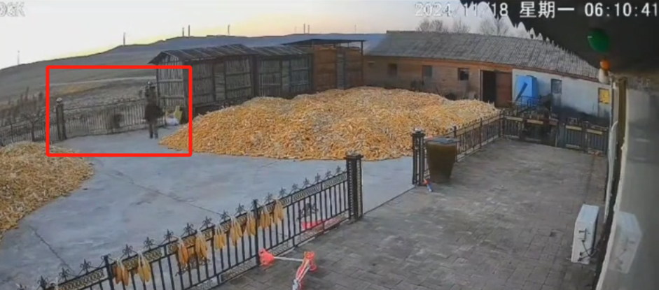 黑龙江一村庄惊现老虎伤人，65 岁村民左手血肉模糊，情况危急  第2张