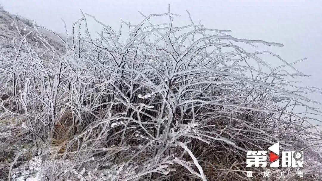 下雪啦！重庆城口县迎来今冬首场降雪，气温骤降  第1张