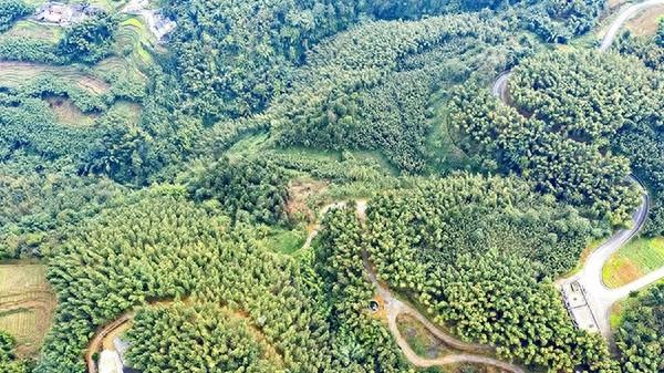 宜宾市兴文县：淡竹叶种植助力乡村振兴，村民三金收入乐开花  第1张