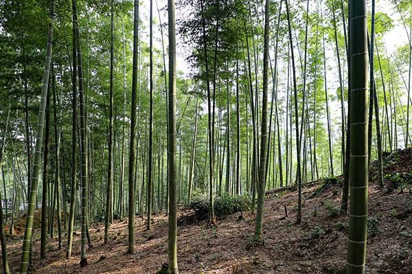 宜宾市兴文县：淡竹叶种植助力乡村振兴，村民三金收入乐开花  第2张