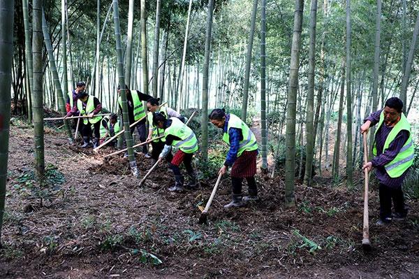 宜宾市兴文县：淡竹叶种植助力乡村振兴，村民三金收入乐开花  第3张
