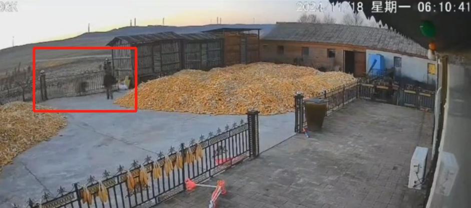 七台河一村庄惊现老虎，村民被咬伤，警方提醒减少外出  第2张